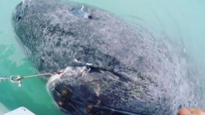 В Гренландии поймана 500-летняя акула
