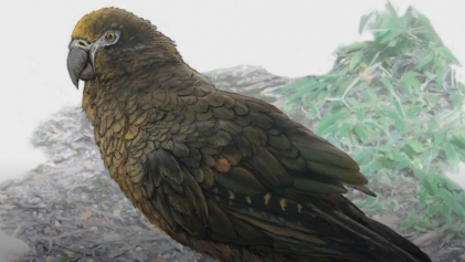 Палеонтологи из Новой Зеландии обнаружили останки попугая-каннибала