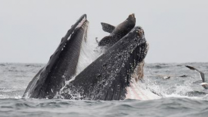 Горбатый кит проглотил морского льва