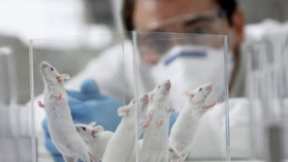 Японский ученый планирует выращивать грызунов с человеческими органами