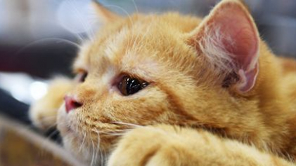 Пожилой японец снял 20 тысяч видео с кошками, но ни одно не стало вирусным