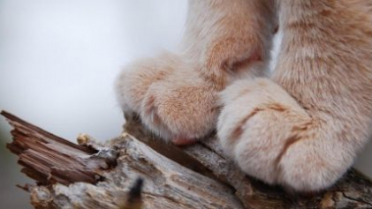 Нью-Йорк стал первым штатом, запретившим удалять кошкам когти