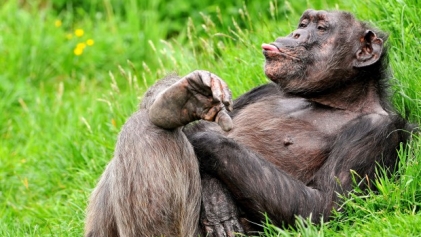 Предоставление шимпанзе прав человека