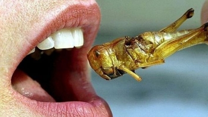 Диетологи рассказали, что насекомые спасают от рака