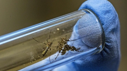 В США одобрили создание генетически модифицированных комаров
