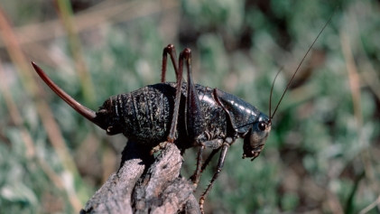 Pet Food Trend: Insects for Dogs